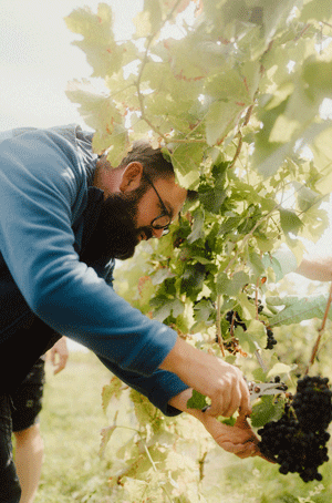 EDEKA Ralf Engelhard, Mainz-Finthen, Ingelheim, Gau-Algesheim, Weingut Huster, ELTERNLIEBE, Wein, lino&luka, Kinderbuch, Projekt, Spende, Silvaner, Frühburgunder