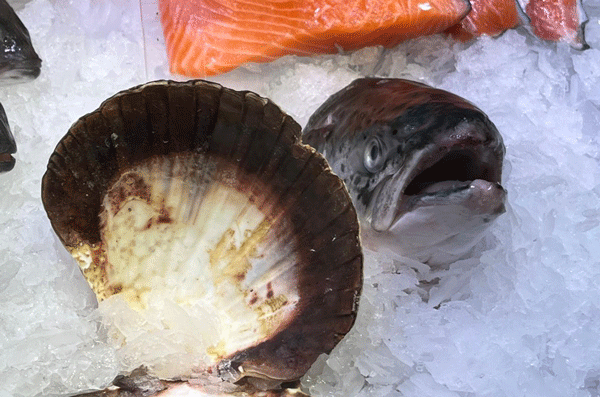 EDEKA Ralf Engelhard, Mainz-Finthen, Ingelheim, Gau-Algesheim, Fisch, Frischfisch, Frischfischfantasien, Wels, Lachs, Matjes, Matjessalat